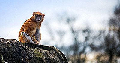 Einzigartige Arten Von Afrika: Der Patas Monkey