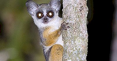 Espèces Uniques Dafrique Sénégal Bushbaby