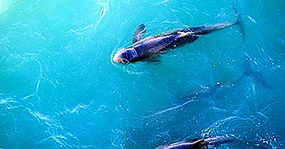 Especie Única De Australia: El Australiano Snubfin Dolphin