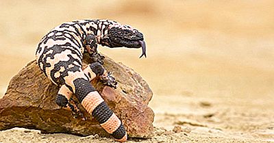 Venomous Lizards Of North America: The Gila Monster