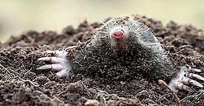 Mamíferos Venenosos Que Vivem Hoje No Mundo