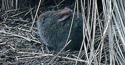 Volcano Rabbit Fakten: Tiere Von Nordamerika