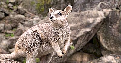 Faits Wallaby: Animaux D'Océanie