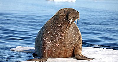 Walrusfeiten - Animals Of The Ocean