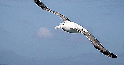 Faits Sur Les Albatros Errants