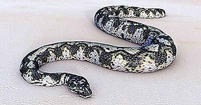Gigantophis Foi A Maior Cobra Que Já Viveu?