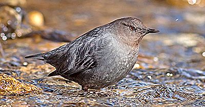 Hechos De Agua Ouzel: Animales De América Del Norte