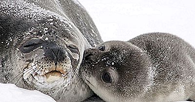 Weddell Seal Fakta: Antarktis Djur