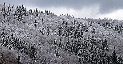 Et Quelles Sont Les Forêts De La Taïga?