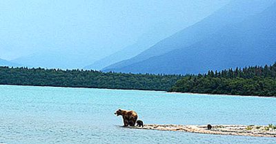 Ce Animale Trăiesc În Alaska?