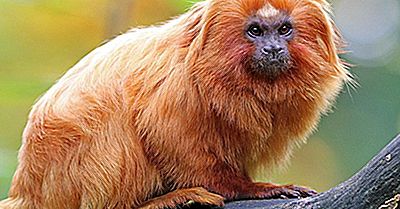 Quali Animali Vivono Nella Foresta Pluviale Amazzonica?