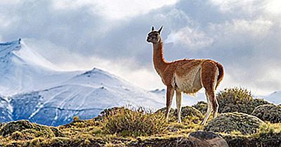 Quais Animais Vivem Nas Montanhas Dos Andes?