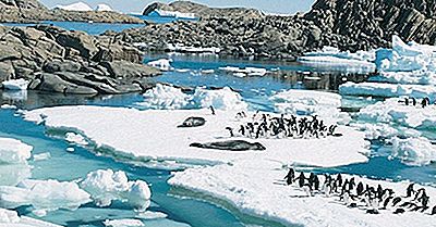 Que Animais Vivem Na Antártica?