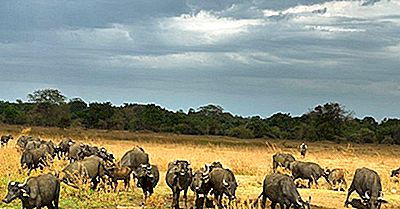 Welke Dieren Leven In Azië?