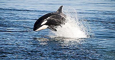 Que Animais Vivem No Oceano Atlântico?