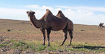 Que Animais Vivem No Deserto De Gobi?