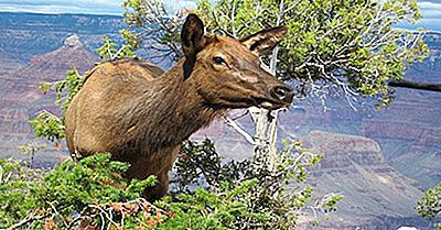 Quels Animaux Vivent Dans Le Grand Canyon?