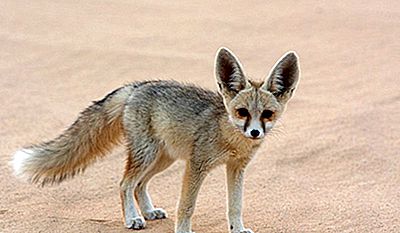 Ce Animale Trăiesc In Deșertul Sahara 2020