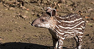 Quels Animaux Vivent En Amérique Du Sud?