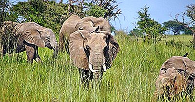 Quali Sono Le Caratteristiche Di Un Tipo Di Clima Tropicale Savana?