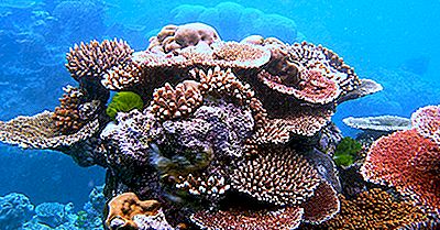 Hvad Er Koraller Og Hvorfor Er De Vigtige?