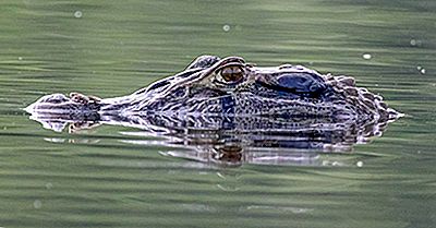 Hvad Er Forskellene Mellem En Kaiman Og En Alligator?