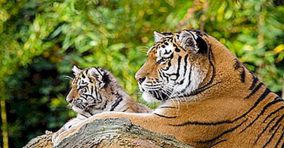 Was Sind Die Verschiedenen Arten Von Tigers, Die Heute Leben?