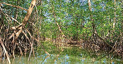 Vad Är De Speciella Egenskaperna Hos Växter Som Växer I Mangrovehabitater?