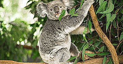 Ce Mănâncă Koalas?
