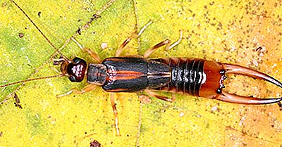 Hvilke Faktorer Triggered Udslettelsen Af ​​Verdens Største Earwig?