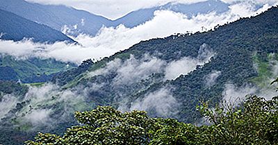 Cos'È Una Foresta Oscura?