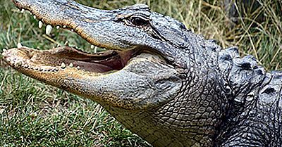 Was Ist Der Unterschied Zwischen Einem Alligator Und Einem Krokodil?