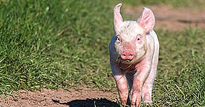 Was Ist Der Unterschied Zwischen Tierschutz Und Tierrechten?