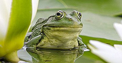 Quelle Est La Différence Entre Une Grenouille Et Un Crapaud?