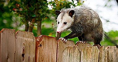 Qual È La Differenza Tra Un Possibile E Un Opossum?