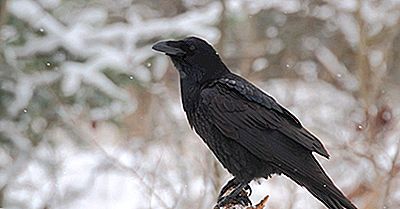 Quelle Est La Différence Entre Un Corbeau Et Un Corbeau?