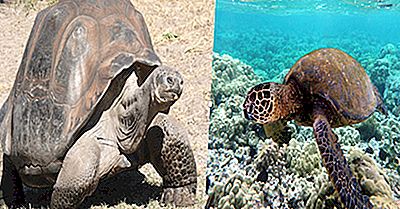 Vad Är Skillnaden Mellan En Sköldpadda Och En Sköldpadda?
