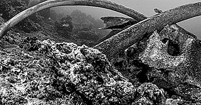 ¿Cuál Es La Importancia Ecológica De Una Caída De Ballena?