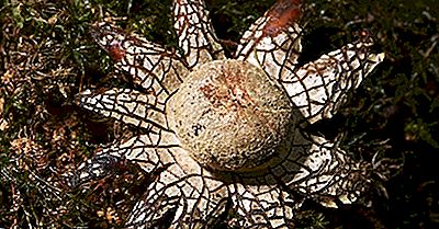 Vad Är En Falsk Earthstar?
