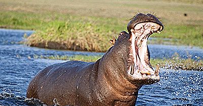 Qu'Est-Ce Qu'Un Croc Et Quels Animaux Ont Des Crocs?