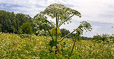 Wat Is De Giant Berenklauwplant?