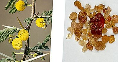 Qu'Est-Ce Que La Gomme Arabique (Gomme D'Acacia)?