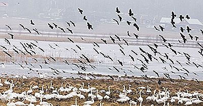 ¿Qué Es La Ley Del Tratado De Aves Migratorias?