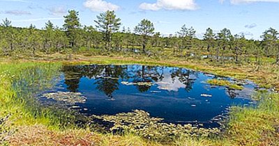 ¿Qué Es El Suelo De Muskeg Y Dónde Se Encuentra?