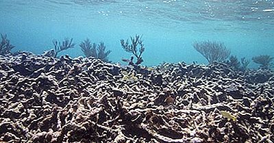 O Que É A Acidificação Do Oceano?