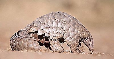 Vad Är En Pangolin?