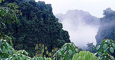 O Que É Uma Floresta Tropical E Onde Eles São Encontrados?