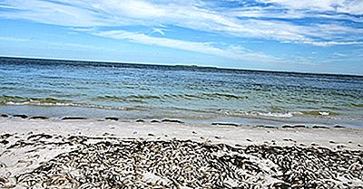 Was Ist Red Tide?
