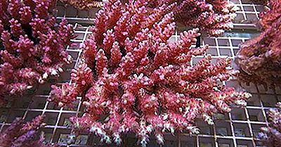 Quelle Est L'Importance De L'Aquaculture Du Corail?