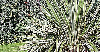 O Que É Sisal (Agave Sisalana)?